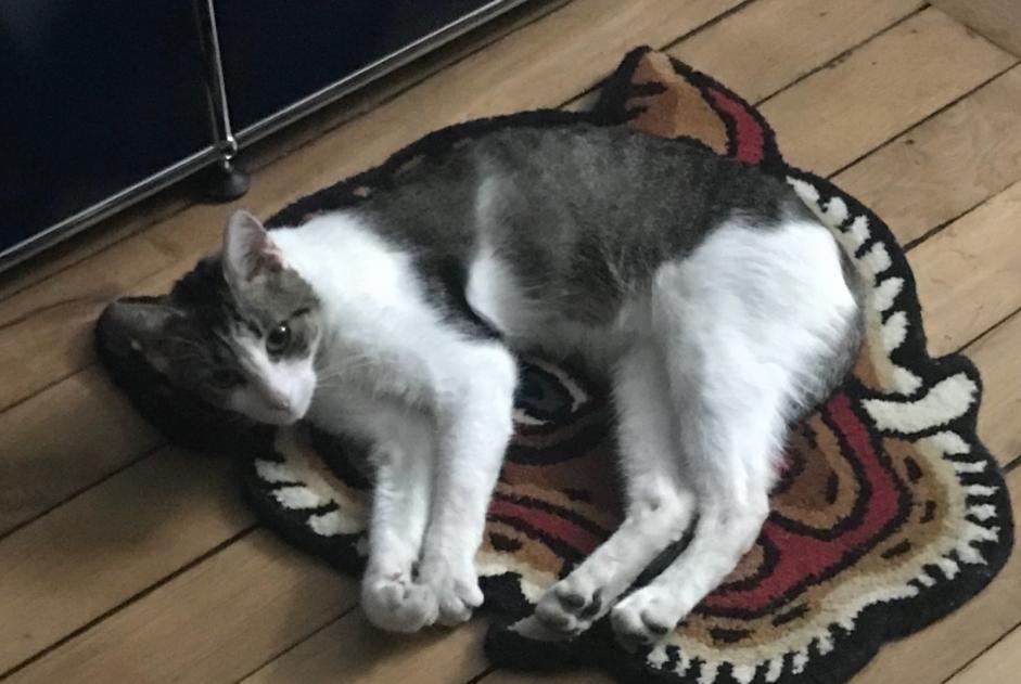 Vermisstmeldung Katze rassenmischung Männliche , 3 jahre Limoges Frankreich