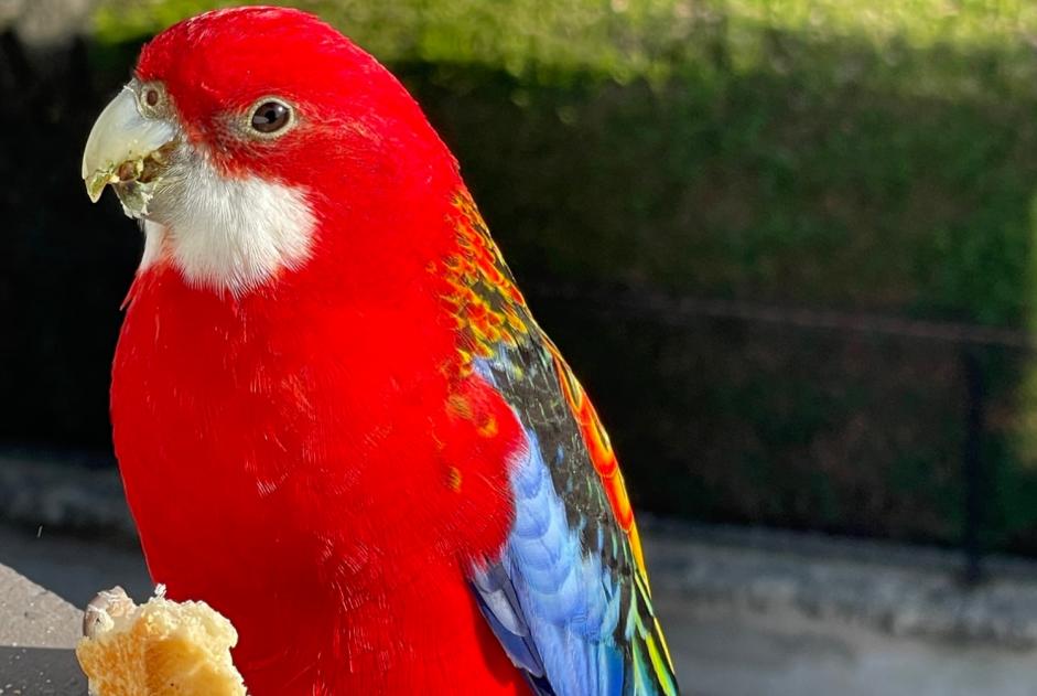 Fundmeldung Vogel Unbekannt Feytiat Frankreich