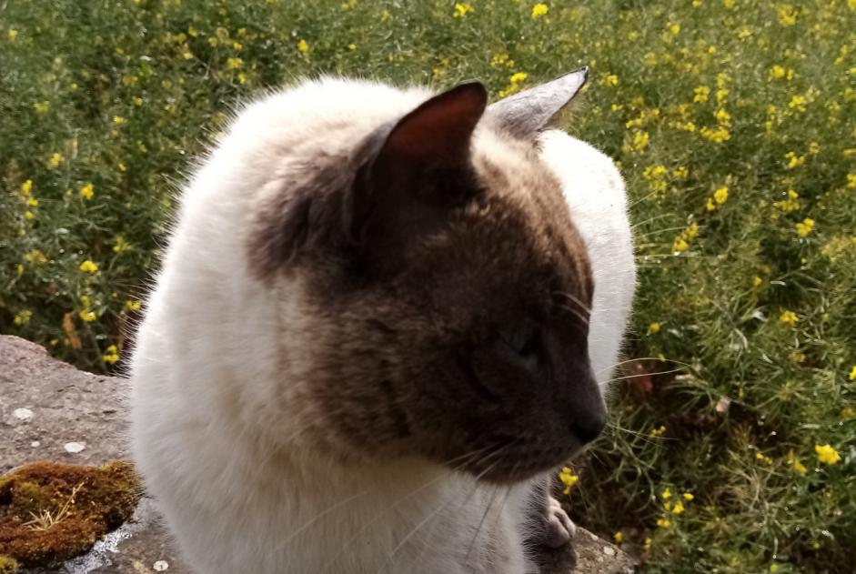 Discovery alert Cat  Male Châtelaudren-Plouagat France