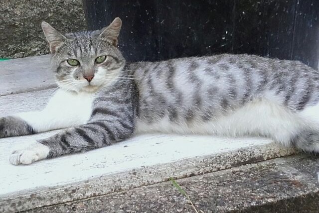 Disappearance alert Cat Male , 5 years Saint-Léonard-de-Noblat France