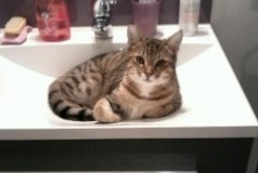 Disappearance alert Cat Male , 6 years Saint-Léonard-de-Noblat France