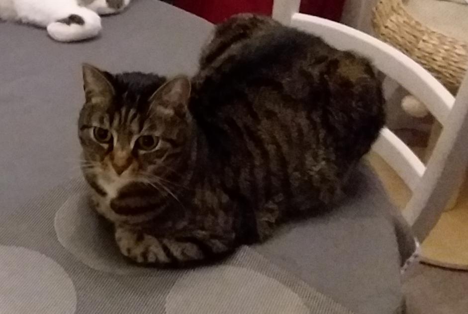 Disappearance alert Cat  Female , 14 years Fresnes France