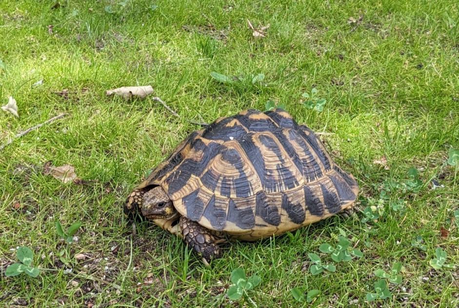 Discovery alert Tortoise Unknown Saint-Médard-en-Jalles France