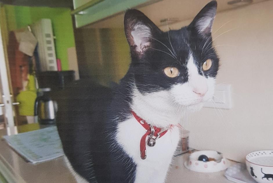 Alerta de Desaparición Gato Macho , 9 años Isle Francia Alerta de Desaparición Gato Macho , 9 años Isle Francia
