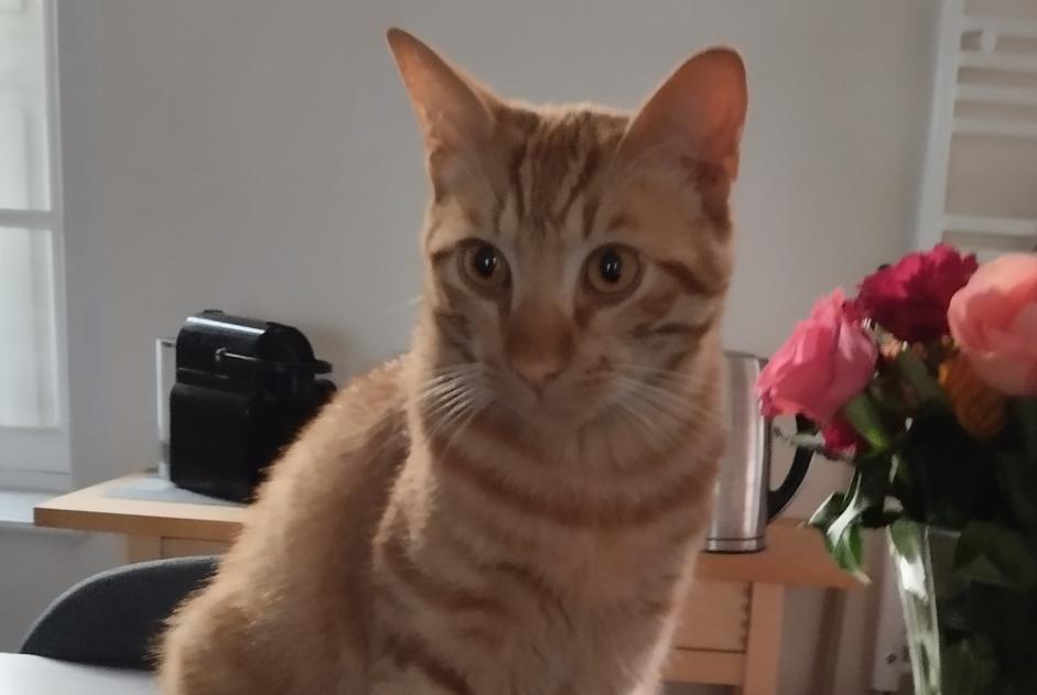 Alerte Disparition Chat Mâle , 2 ans Limoges France