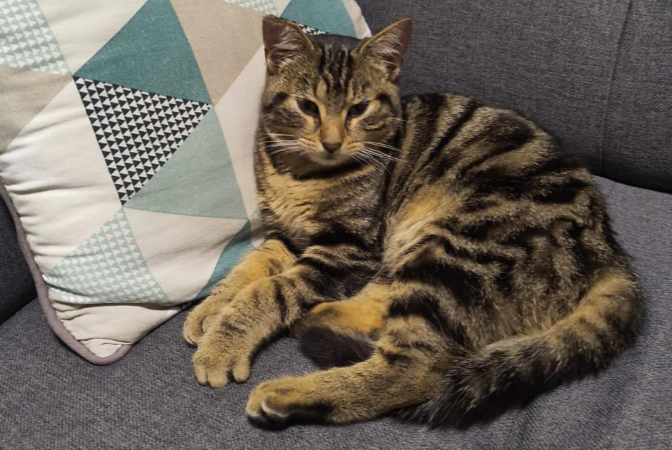 Alerte Découverte Chat  Mâle Limoges France