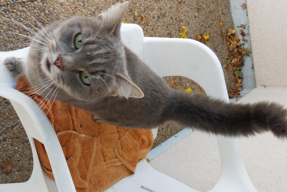 Alerte Découverte Chat croisement Inconnu Limoges France Alerte Découverte Chat croisement Inconnu Limoges France