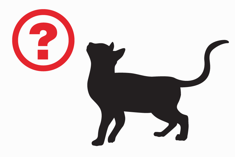 Discovery alert Cat Male Condat-sur-Vienne France
