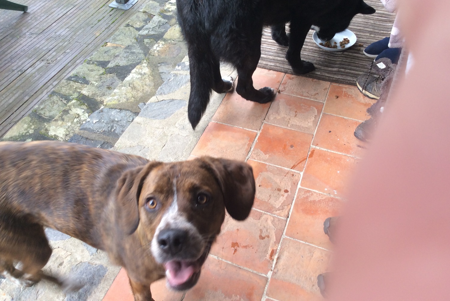 Ontdekkingsalarm Hond Vrouwtje , 2023 jaar Saint-Cyr Frankrijk