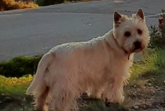 Verdwijningsalarm Hond  Mannetje , 6 jaar La Seyne-sur-Mer Frankrijk