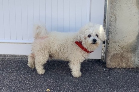 Alerta descoberta Cão Desconhecido Panazol France