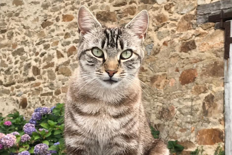 Alerta desaparecimento Gato  Fêmea , 7 anos Pageas France